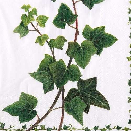 냅킨아트 13306895 Ivy Tendril 냅킨20매 33x33cm